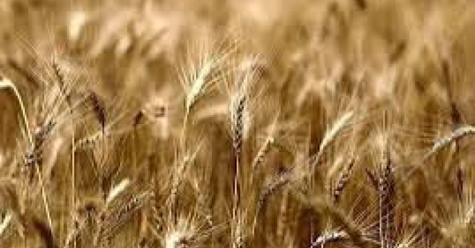 توزیع ‌مقدار۱۶ تن انواع کود کشاورزی یارانه ای  برای ‌کشت جو در شهرستان آزادشهر در مهر ماهه سال۱۴۰۴