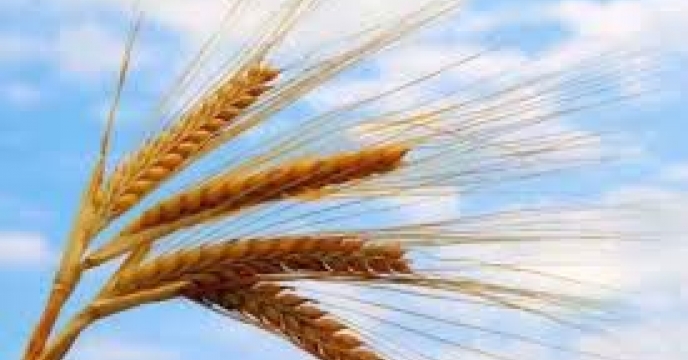 توزیع ‌مقدار۲۵ تن انواع کود کشاورزی یارانه ای  برای ‌کشت جو در شهرستان  علی آباد کتول در مهر ماهه سال۱۴۰۴