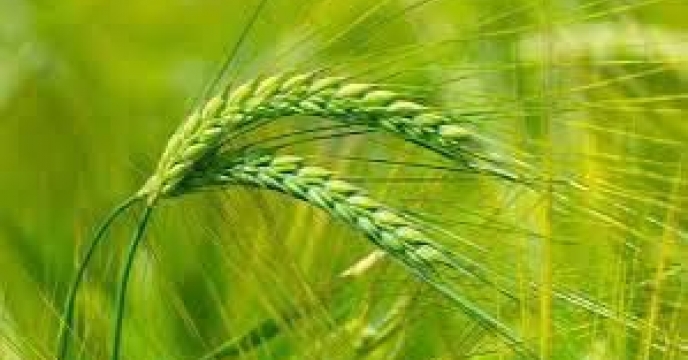 توزیع ‌مقدار یک تن انواع کود کشاورزی یارانه ای  برای ‌کشت جو در شهرستان کلاله در مهر ماهه سال۱۴۰۴