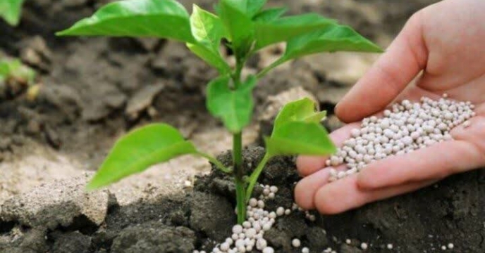 ضرورت استفاده بهینه از کود های فسفاته برای افزایش بهره‌وری کشاورزی در گلستان