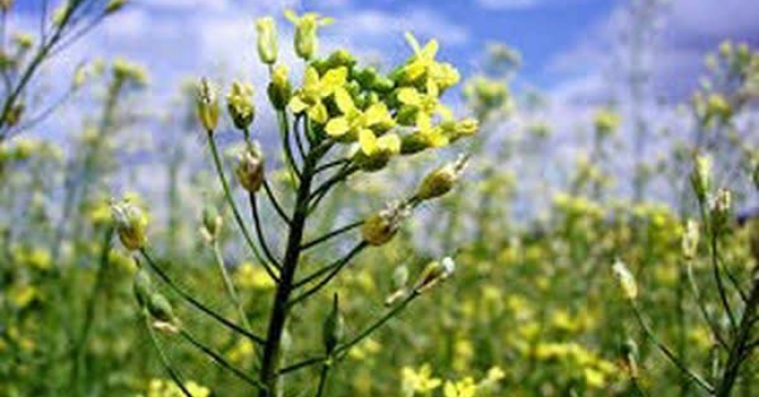 توزیع ۶۲ تن کود برای مصرف مزارع کاملینا در گلستان