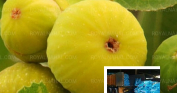 کود انجیر بر اساس الگوی کشت و سامانه پایش بارگذاری شد/ تخصیص ۱۵۰ کیلوگرم ازت و پتاس برای هر هکتار