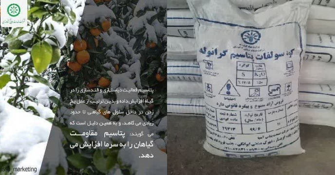 در دی ماهه سال جاری ،مقدار  یک هزارو ۳۰۰ کود پتاس در اختیار کشاورزان و باغداران قرار گرفت