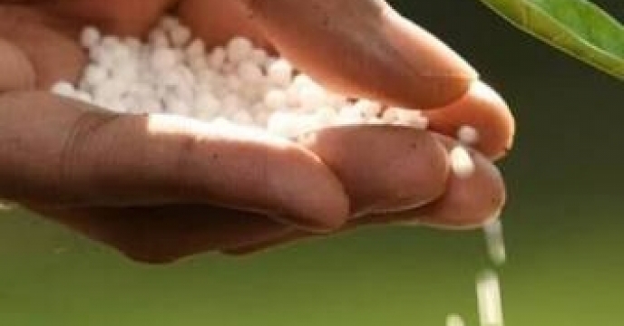 مدیر شرکت خدمات حمایتی کشاورزی استان گلستان ؛ تقسیط کود اوره  و وسهمیه‌بندی کود سرک برای محصولات اساسی