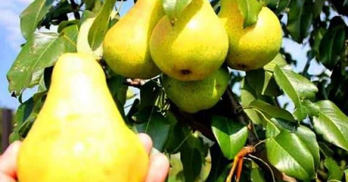 سامانه جدید پایش کودی در گلستان فعال شد / حمایت هدفمند از ۹۰۱ هکتار باغ گلابی برای سال زراعی آینده