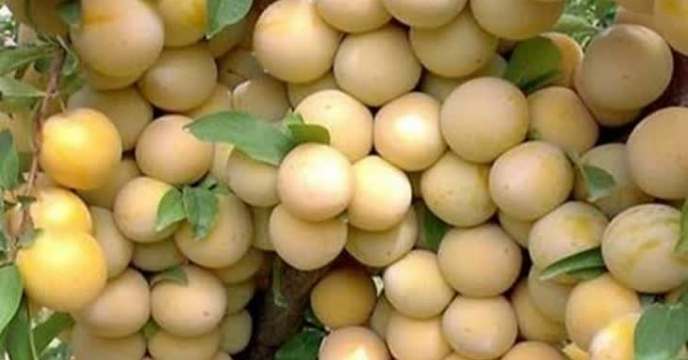 باغداران آلو در گلستان از امسال کود خود را بر پایه الگوی کشت و آزمایش خاک دریافت می‌کنند