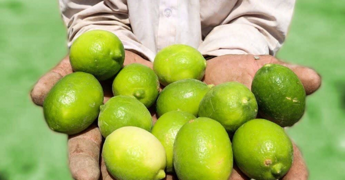 تأمین کودهای کشاورزی مورد نیاز بخش باغبانی رودان