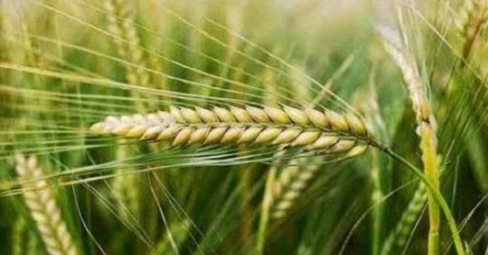 توزیع هدفمند نهاده‌های کودی در مزارع جو گلستان برای ارتقای بهره‌وری