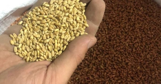پایان عملیات بوحاری بذر گندم ؛ بیش از۲۴۸ تن بذر استحصالی و ضدعفونی شده آماده توزیع برای کشاورزان