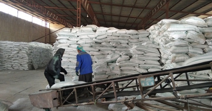 تامین و توزیع 50 تن کود کشاورزی اوره در شهرستان طارم بر اساس برش کودی بهاره 