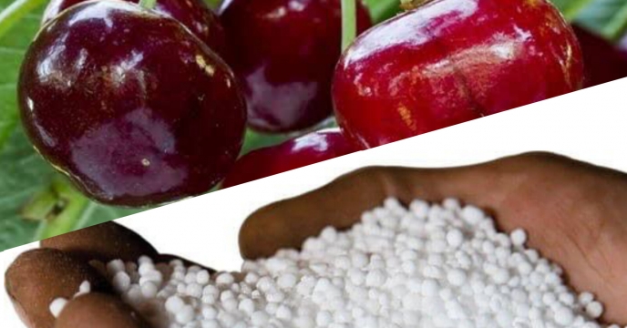 فرآیند صدور حواله و توزیع کودبرای باغات گیلاس با شفافیت، سرعت و دقت انجام می شود