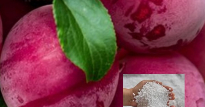 باغات آلو گلستان. از مقدار ۶۳ تن کود یارانه ای بهره مند شدند