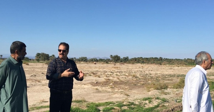 زمین های تولید بذر گندم منطقه جلگه چاه هاشم در مرحله سطح سبز مورد بررسی قرار گرفتند