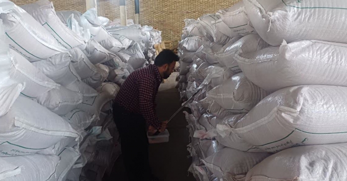 نمونه گیری از پارت های گندم بوجاری شده توسط موسسه تحیقات ثبت و گواهی بذر و نهال استان سمنان در انبار سازمانی شاهرود