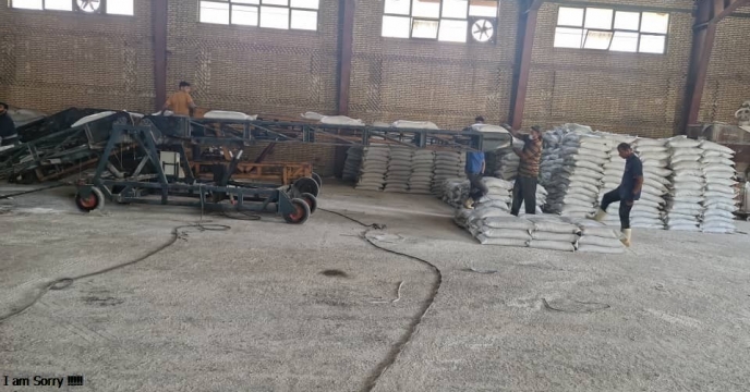 در شهرستان رامهرمز میزان 1700تن انواع کودهای کشاورزی توسط شرکت خدمات حمایتی کشاورزی استان خوزستان تامین و توریع شد