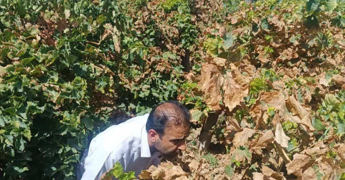 بازدید کارشناس شرکت خدمات حمایتی کشاورزی استان سمنان از باغات انگور شهرستان شاهرود
