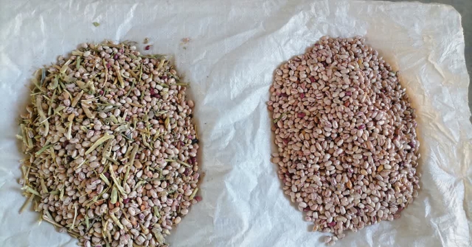 گام مؤثر در ارتقای کیفیت بذر؛ انجام عملیات بوجاری لوبیا درشهرستان  ارزوئیه