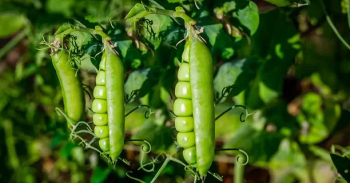 ۴۷ تن کود کشاورزی در مزارع نخودفرنگی گلستان توزیع شد