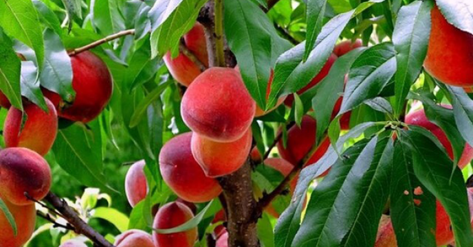 توزیع ۶۱۸ تن انواع کود برای توسعه باغات هلو در گلستان