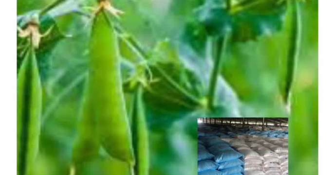 مصرف ۱۲ تن کود کشاورزی یارانه ای  برای نخود فرنگی استان گلستان در  آبان ماه سال ۱۴۰۴