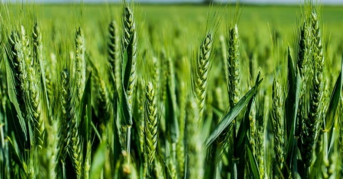 پشتیبانی از کشت استراتژیک گندم رودان با توزیع هدفمند کودهای یارانه‌ای