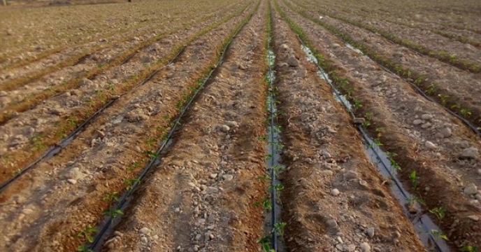 تأمین کود کشاورزی ازت برای مزارع گوجه‌فرنگی منطقه کهورستان شهرستان بندر خمیر استان هرمزگان