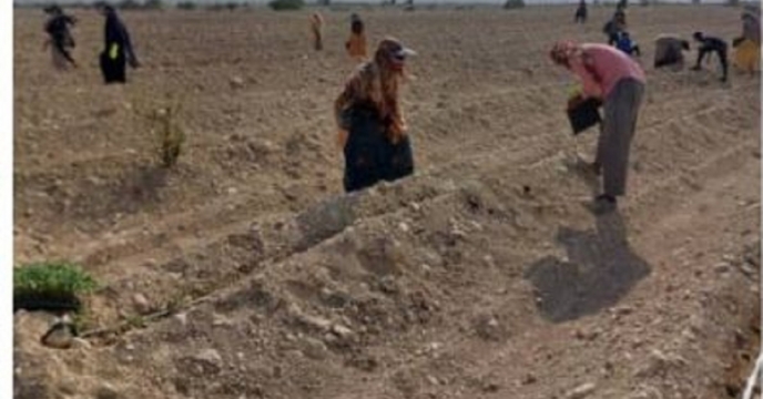 آغاز کشت گوجه‌فرنگی در سطح ۳۰۰ هکتار از اراضی بندرلنگه استان هرمزگان