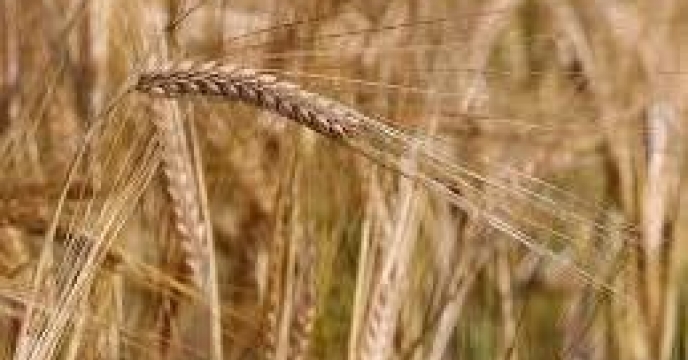 صدور 4281  فقره حواله الکترونیک توزیع کود در برای کشت جو در مازندران