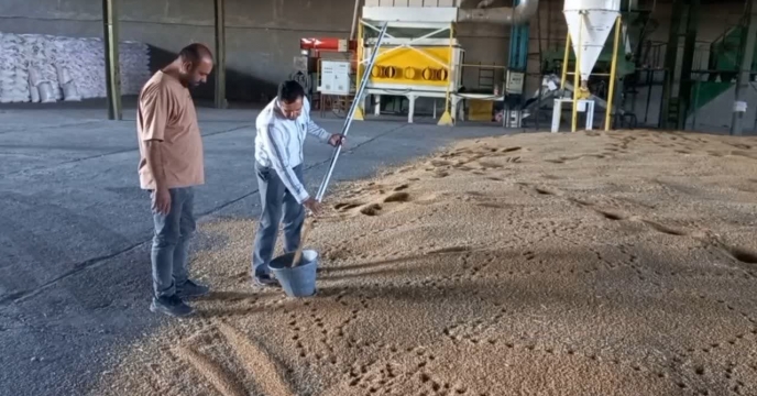 بازدید معاون و مسئول فنی شرکت از بذرهای گندم خریداری شده و انجام نموه برداری