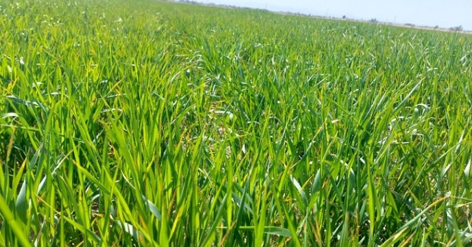 برای حمایت از کشاورزان شهرستان زابل تعداد 146حواله الکترونیک در دسترس قرار گرفت