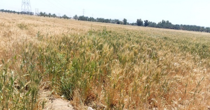 حواله الکترونیکی صادر شده در سامانه پایش مواد کودی برای محصولات کشاورزی زراعی وباغی کشاورزان استان سیستان وبلوچستان در 5ماهه سال جاری 