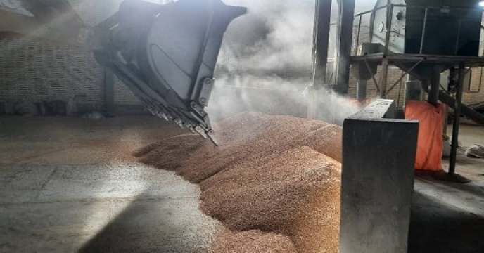 تامین بذر گندم برای تمامی کشاورزان شهرستان زابل استان سیستان وبلوچستان  تامین بذر گندم برای تمامی کشاورزان شهرستان زابل استان سیستان وبلوچستان