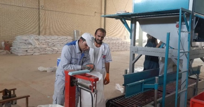 مقدار 325 تن بذر گندم در انبار های استان سیستان وبلوچستان بوجاری شده است 