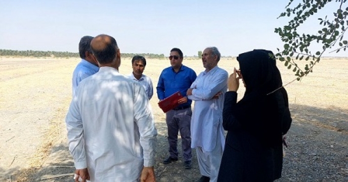 بازدید از مزارع تولید بذر گندم در شهرستان ایرانشهر استان سیستان وبلوچستان 