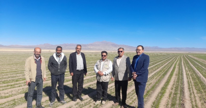 بازدید سرپرست شرکت خدمات حمایتی کشاورزی استان از مزارع پیمانکار تکثیربذری شهرستان خوسف