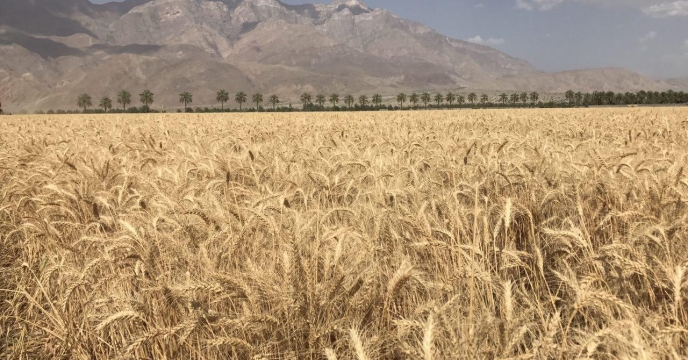 تأمین به‌موقع نهاده‌ها نقش مهمی در افزایش عملکرد مزارع دارد