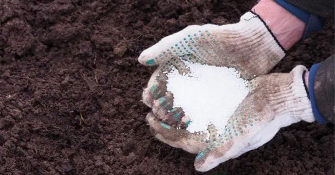 ارتقا سلامت خاک و محصول با تامین11 هزارو 466 تن انواع کود کشاورزی یارانه ای در شهرستان کلاله  