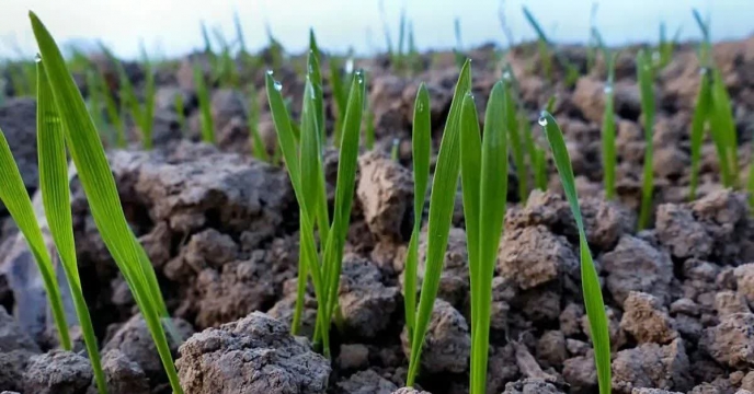 مدیر شرکت خدمات حمایتی کشاورزی استان گلستان :وضعیت کنونی مزارع و هشدار سرمازدگی