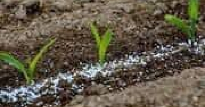 حمایت از کشاورزان شهرستان بندر ترکمن با کود کافی اوره در آذر ماهه سال جاری