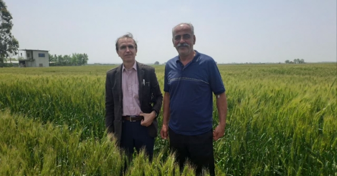 بازدید از وضعیت مزرعه پیمانکار تکثیری علیرضا مخیری درروستای هاشم آباد شهرستان گرگان