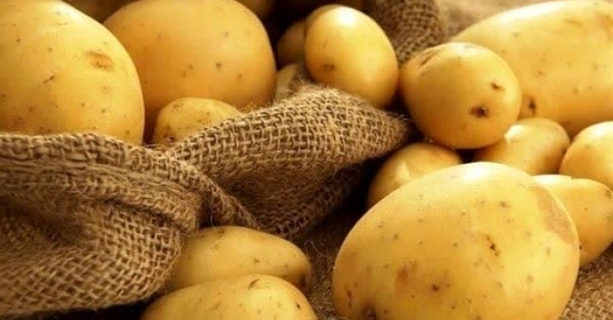 کشت بهاره سبب زمینی در گلستان ۷۰درصد نیاز سیب زمینی کشور را تامین می کند