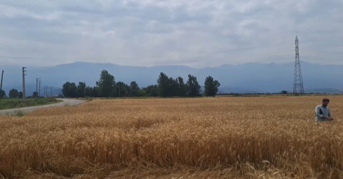 اقدامات کنترل روند و فرایند تولید بذر و بازدید نهایی مزارع‌تکثیری موسی پهلوان نژاد در روستای لمسک شهرستان گرگان