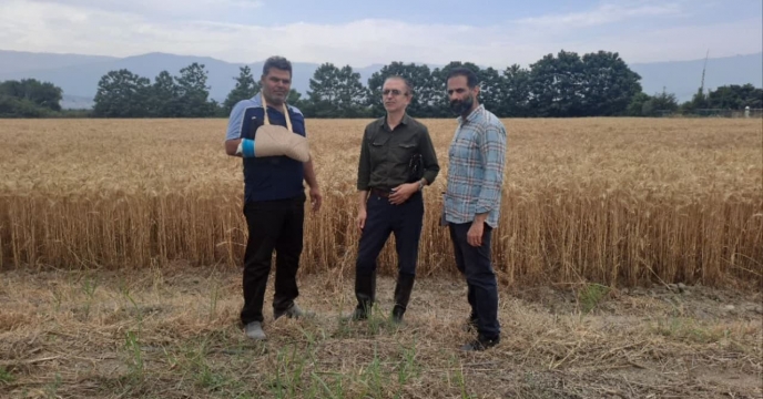 بازدید نهایی از  مزارع‌تکثیری بذر گندم ایستگاه  تحقیقاتی هاشم آباد در روستای شهرستان گرگان