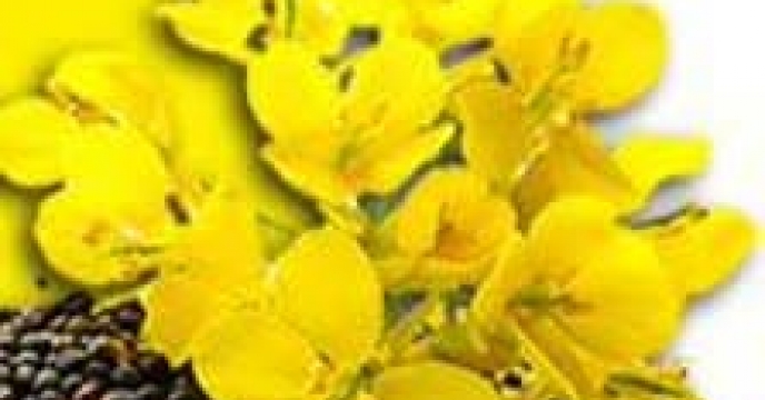 توزیع مقدار223 تن انواع کود کشاورزی یارانه ای برای کشاورزان کلزا کار شهرستان آق قلا در اردیبهشت ماه سال جاری