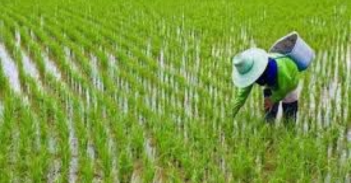 توزیع  مقدار354 تن انواع کود کشاورزی یارانه ای  برای کشاورزان برنج کار شهرستان گرگان. در شش ماهه سال۱۴۰۴