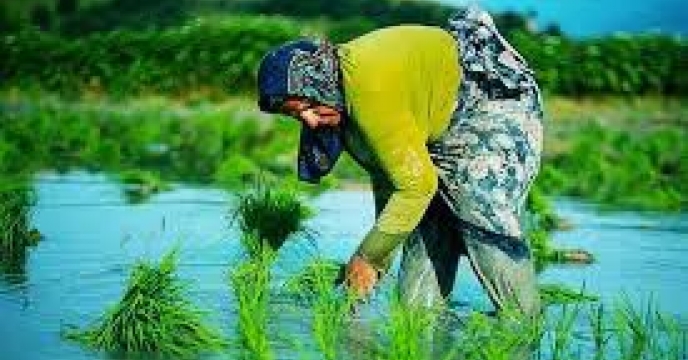 توزیع  مقدار200 تن انواع کود کشاورزی یارانه ای برای کشاورزان برنج کار شهرستان آزادشهر در شش ماهه سال۱۴۰۴