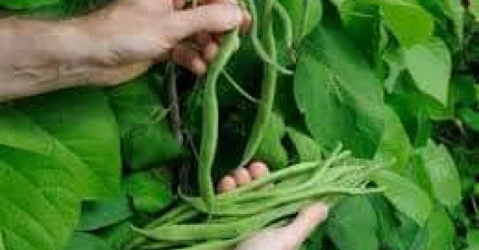 توزیع  مقدار۷۵ تن کود کشاورزی یارانه ای اوره برای  کشاورزان لوبیاکار شهرستان مینودشت در خرداد ماه سال۱۴۰۴