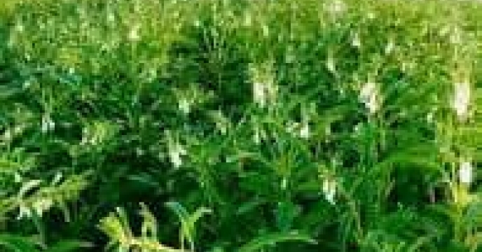 توزیع  مقدار تقریبی ۱۶ تن انواع کود کشاورزی یارانه ای برای کشاورزان کنجد کار کار شهرستان رامیان در خرداد ماه سال۱۴۰۴