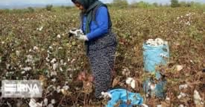 توزیع  مقدار تقریبی۱۲۲ تن انواع کود کشاورزی یارانه ای برای کشاورزان پنبه کار کار شهرستان گنبد کاووس در خرداد ماه سال۱۴۰۴