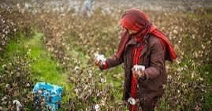 توزیع  مقدار تقریبی۱۱۰ تن انواع کود کشاورزی یارانه ای برای کشاورزان پنبه کار کار شهرستان آق قلا در خرداد ماه سال۱۴۰۴